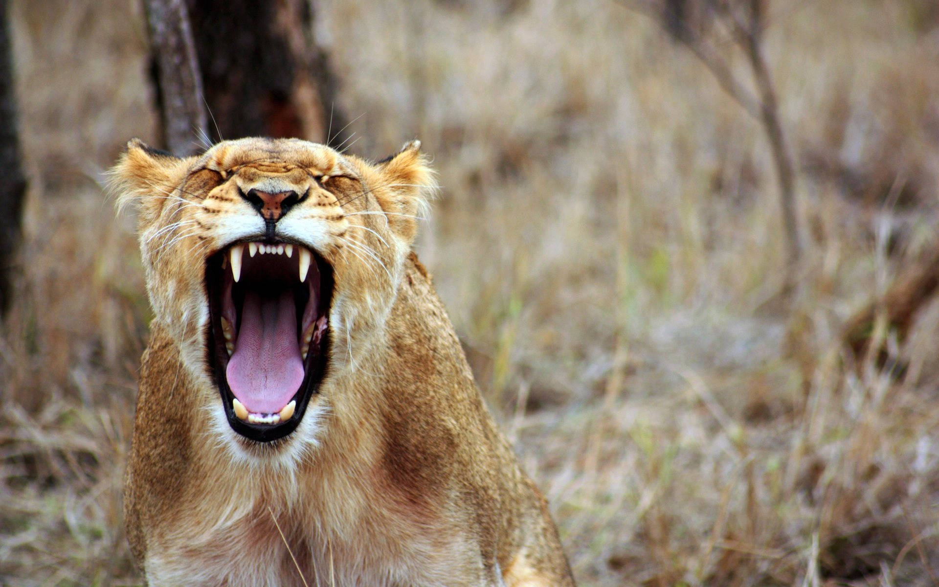 lioness, roars fiercely, mouth wide open, Full HD Desktop Wallpaper