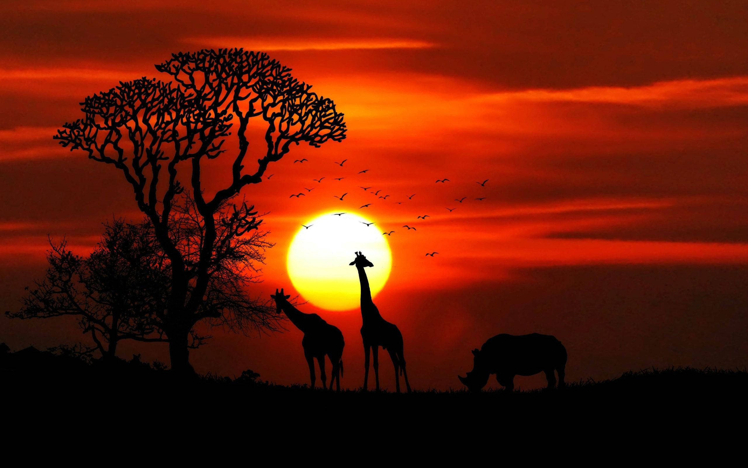giraffes, rhino, blazing orange sun, 2K Desktop Wallpaper