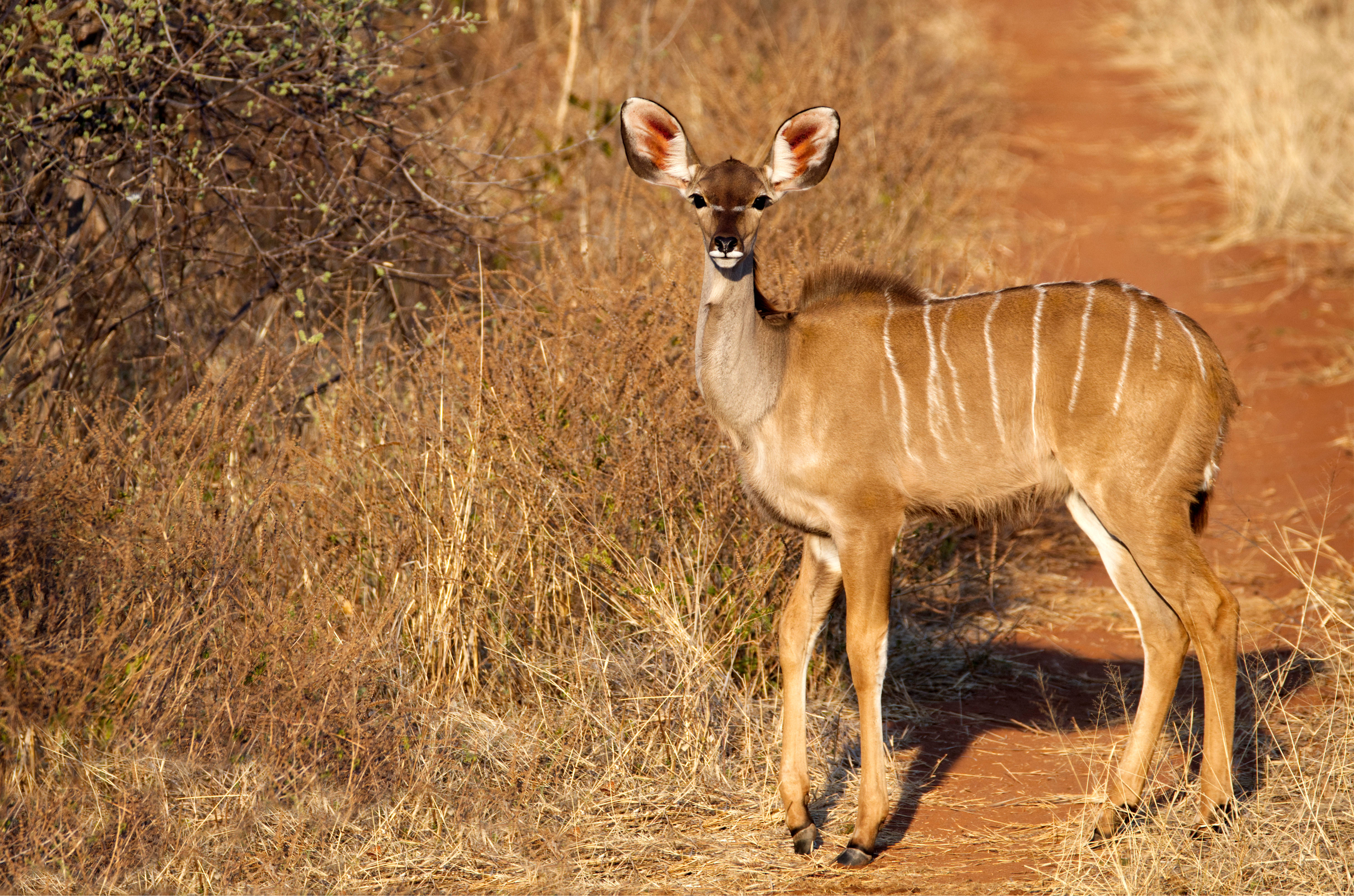kudu, dusty path, dry golden grass, 4K Desktop Wallpaper
