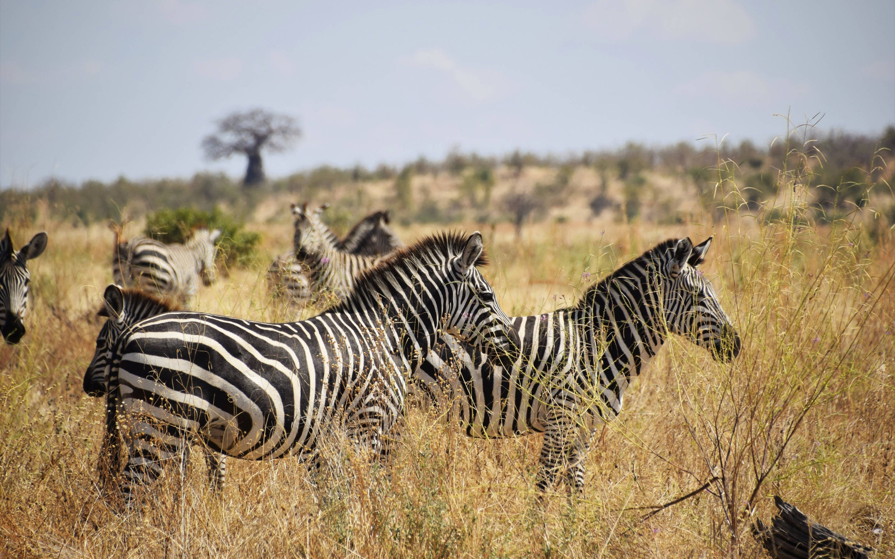 zebras, black and white stripes, tall golden grass, 2K Desktop Wallpaper