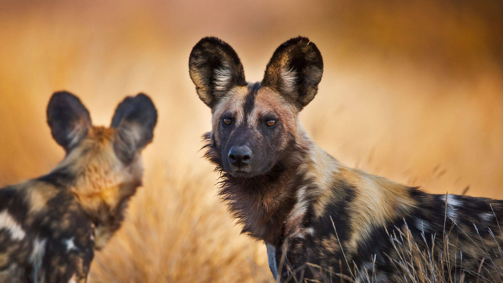 wild dogs, golden grasses, sunlit savanna, Full HD Desktop Wallpaper