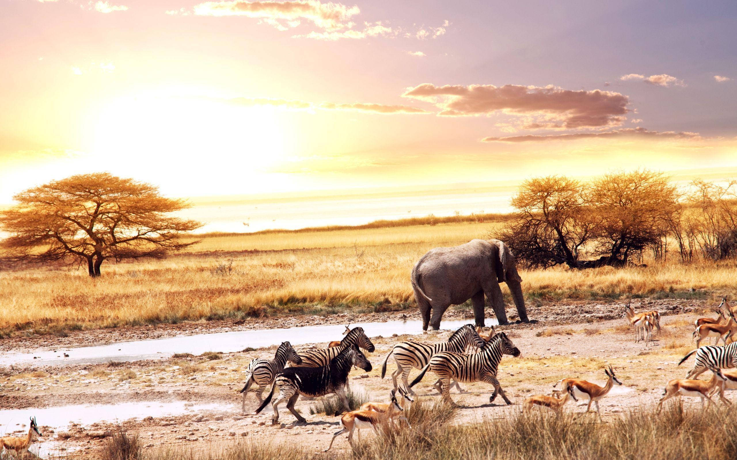 African savanna, zebras, antelopes, 2K Desktop Wallpaper