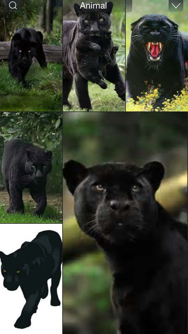 black panther, lush green forests, stealthy prowling, SD Phone Wallpaper