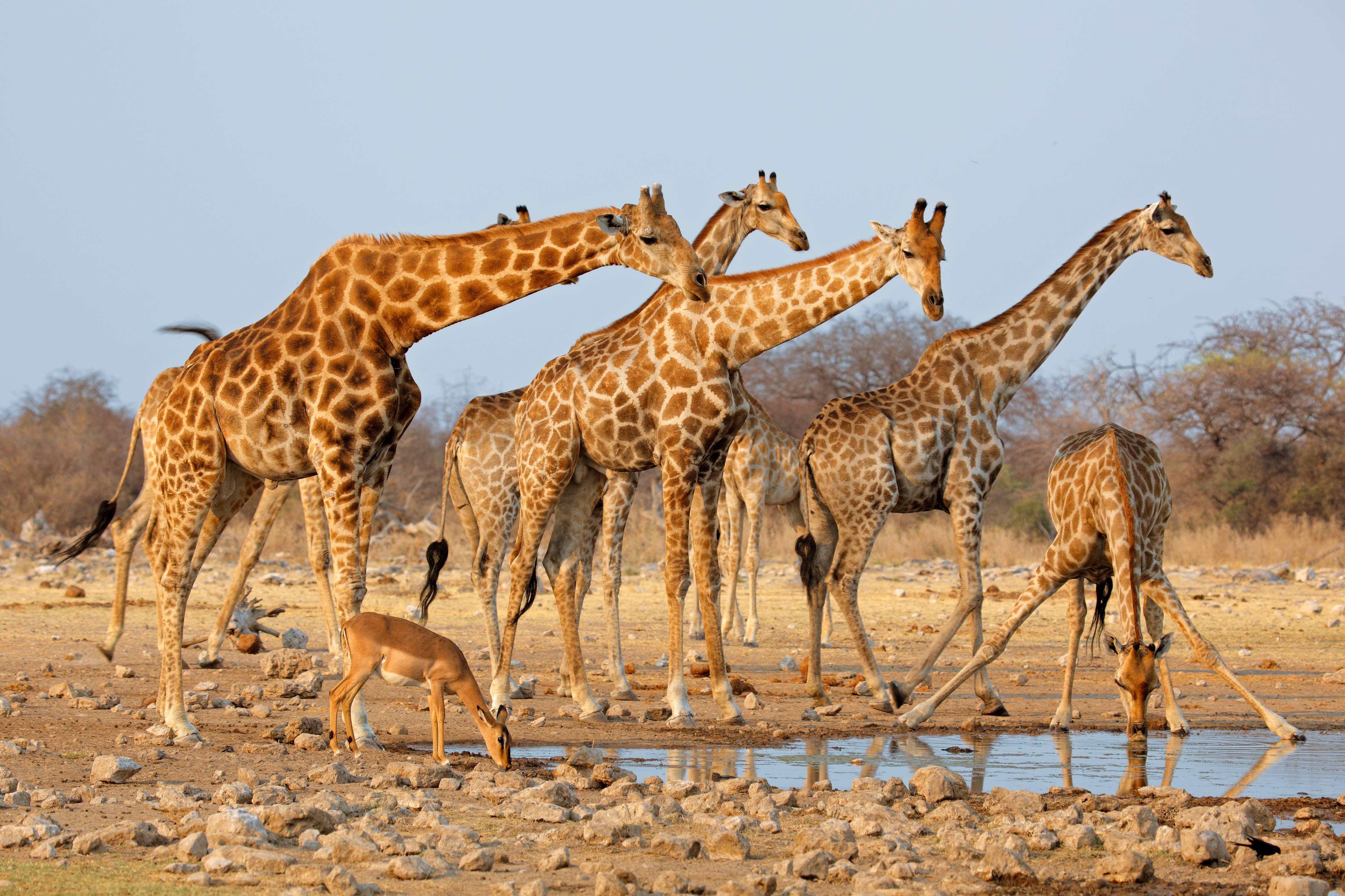 giraffes, gazelle, shallow waterhole, 4K Desktop Wallpaper