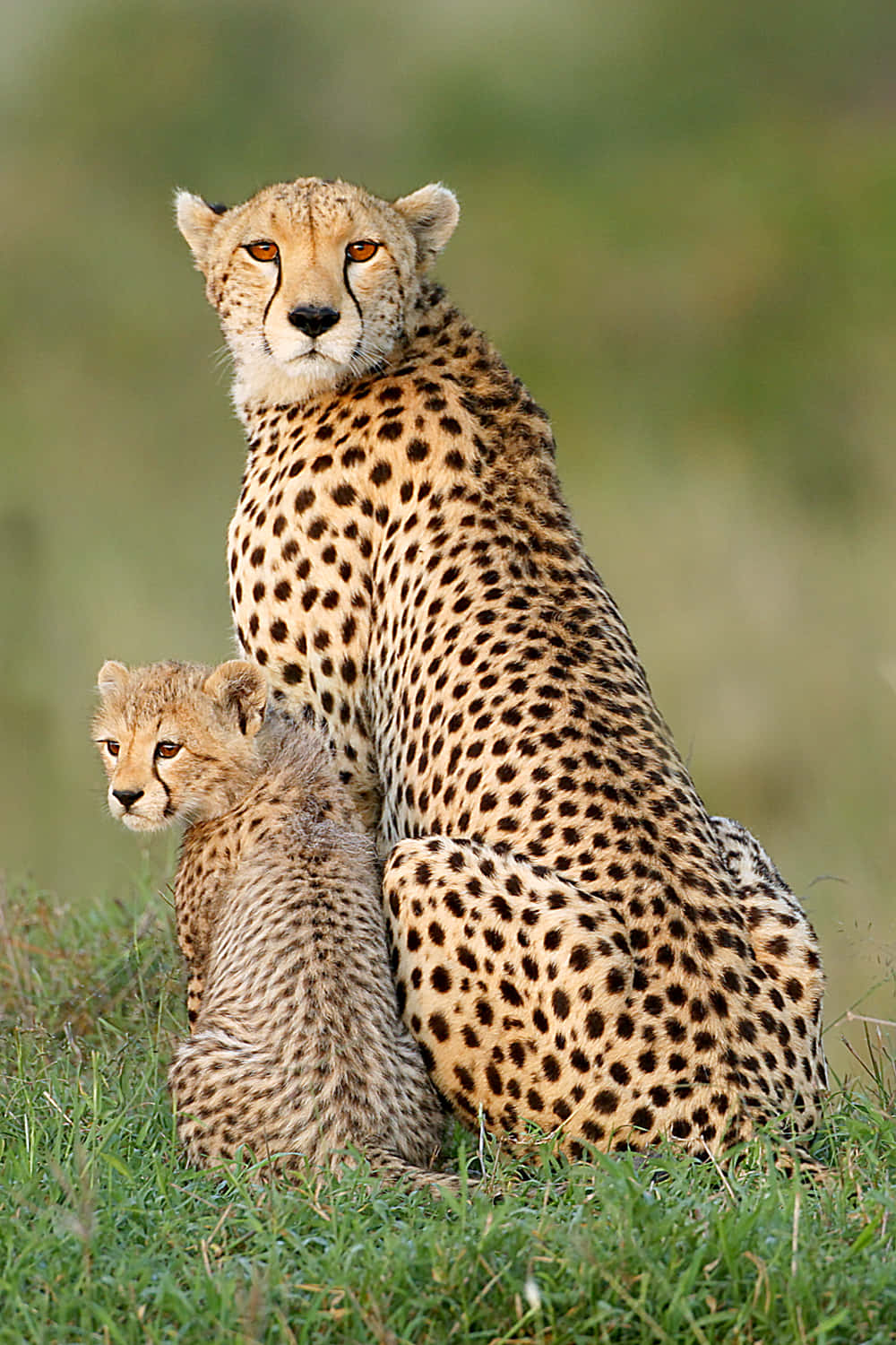 African Wildlife, mother cheetah, cub, HD Phone Wallpaper