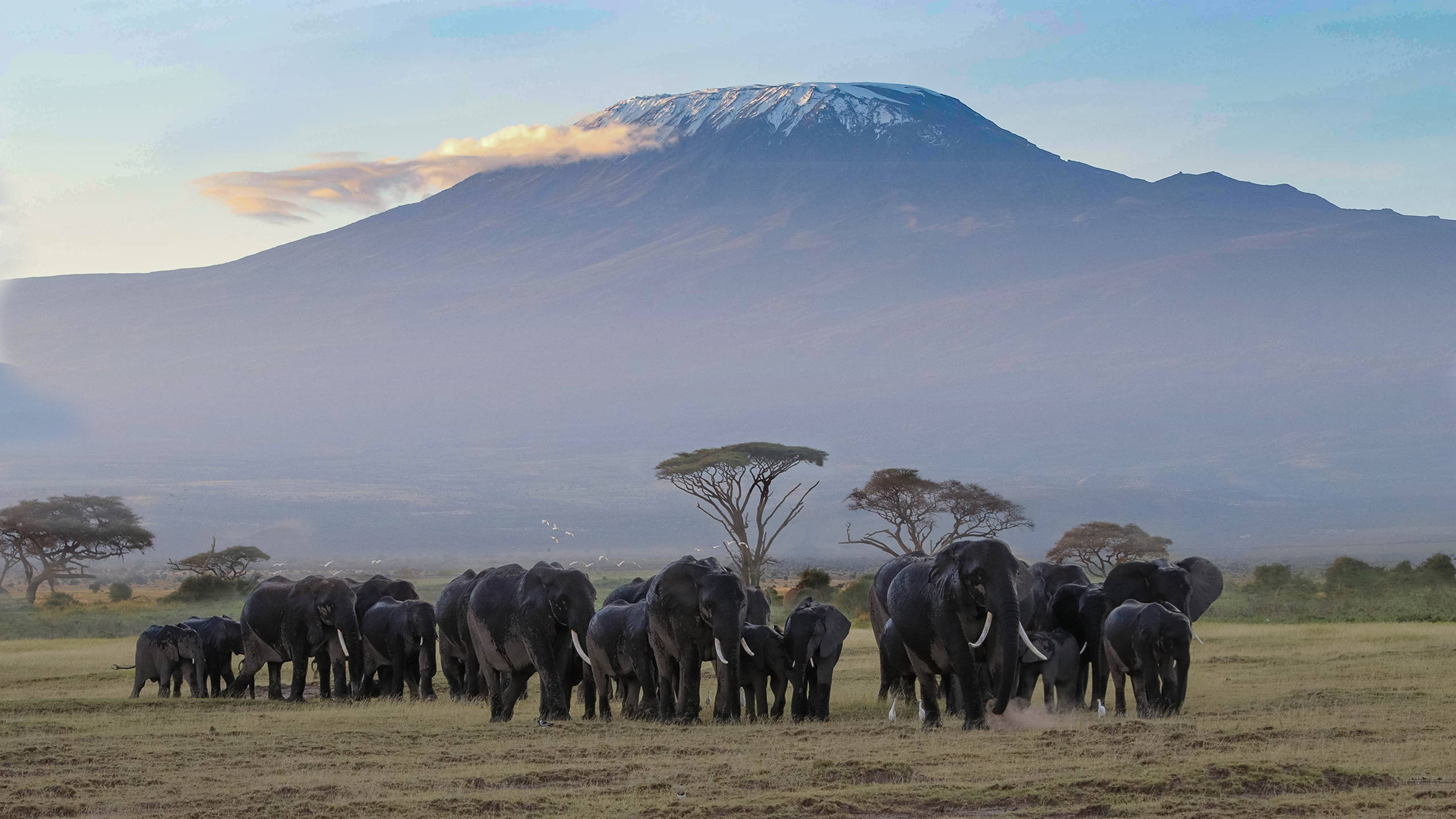 elephants, golden savanna, snow-capped Mount Kilimanjaro, 2K Desktop Wallpaper