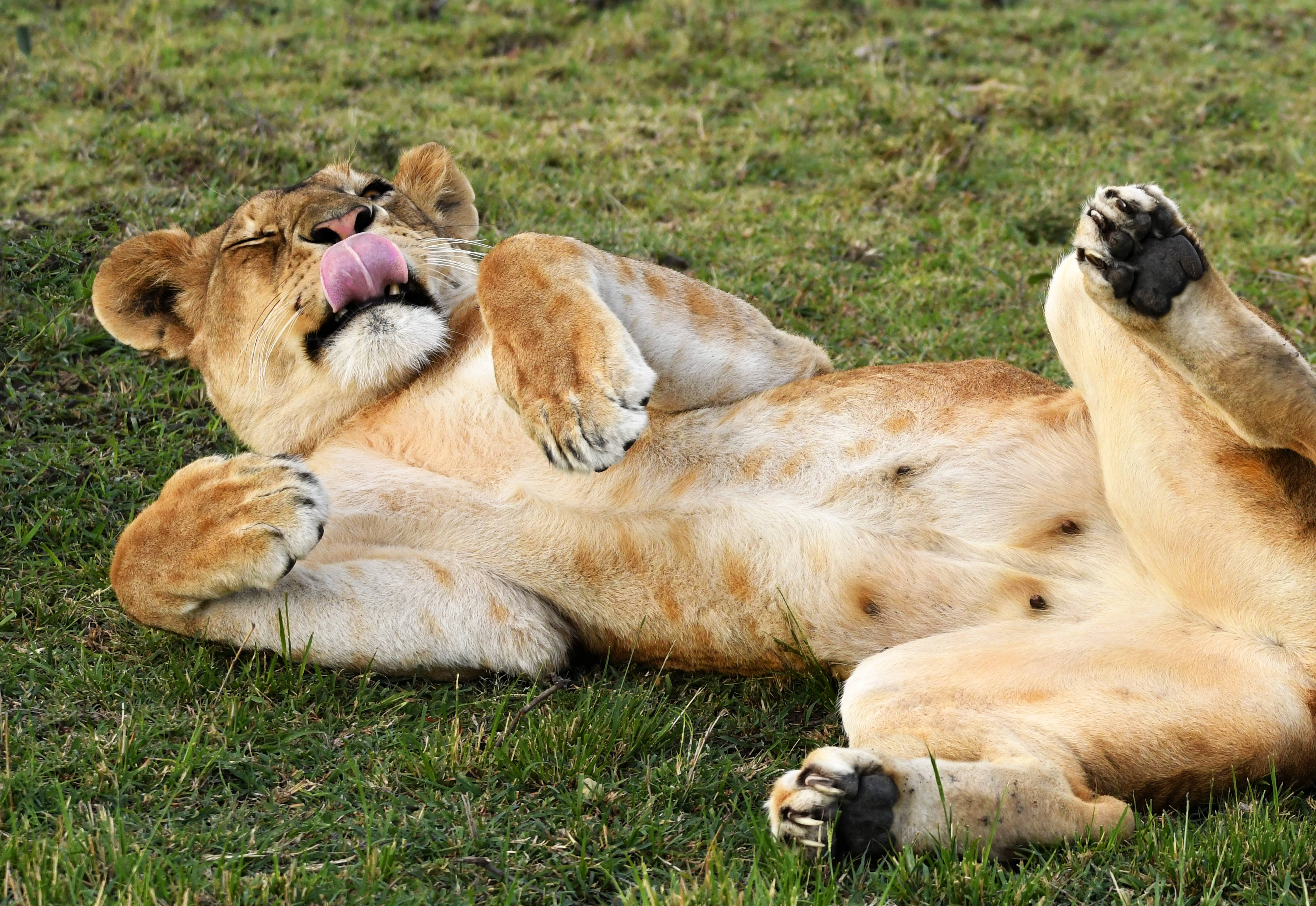 African Animals Resting Lion, lion cub, green grass, 2K Desktop Wallpaper