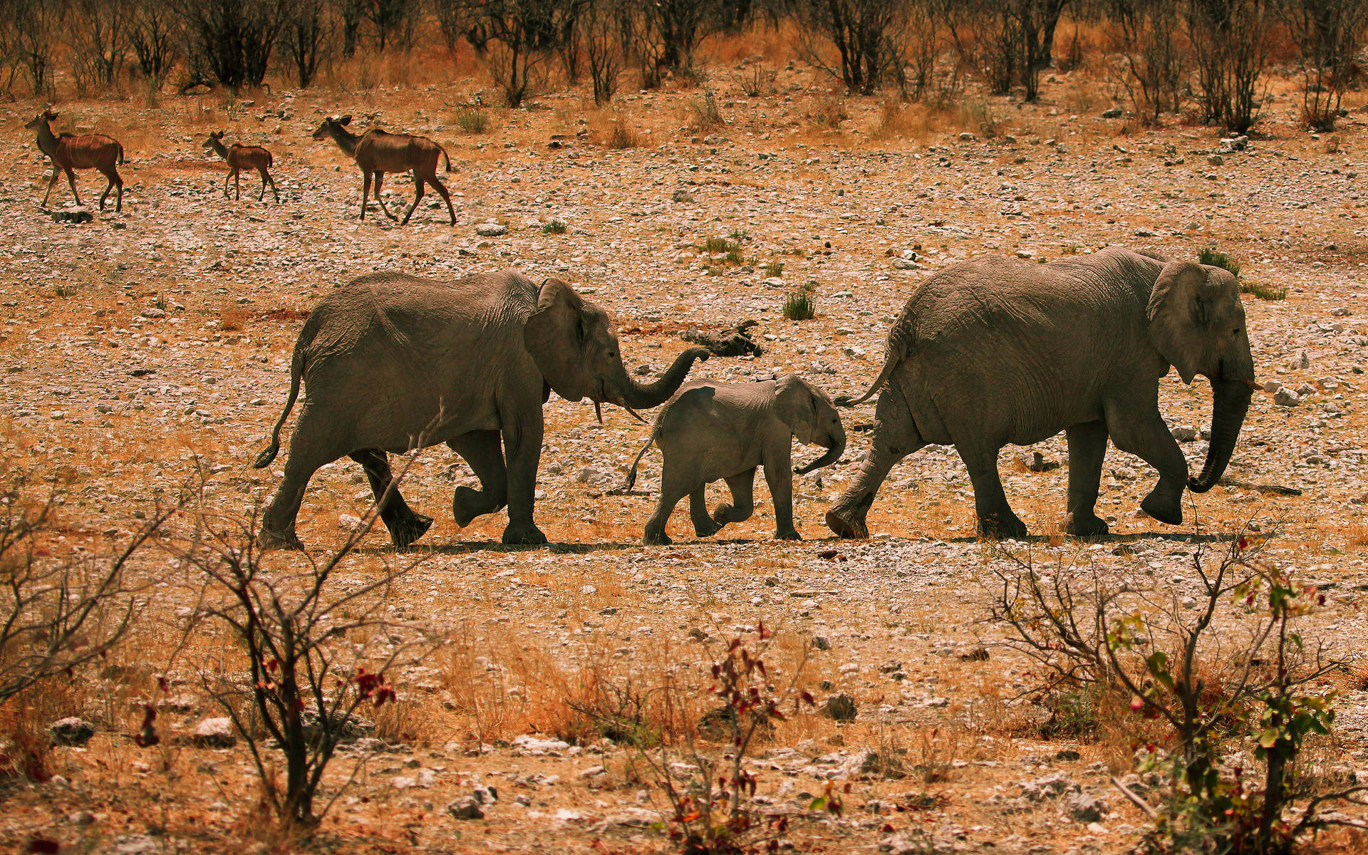 elephants, antelopes, dry savanna, Full HD Desktop Wallpaper