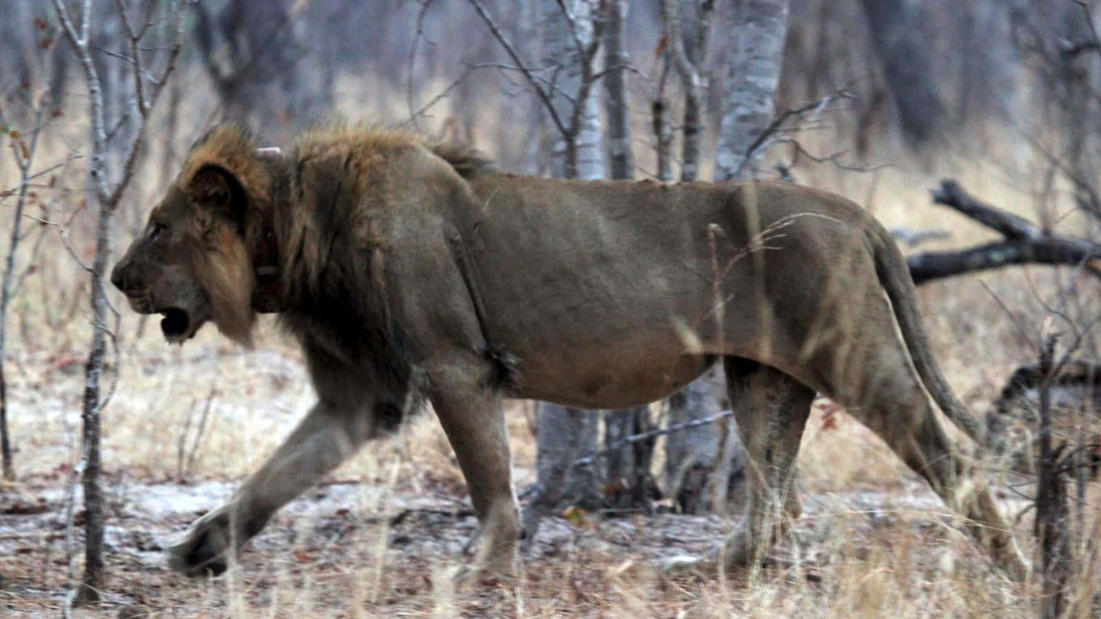 African Wildlife, lion, savanna, HD Desktop Wallpaper