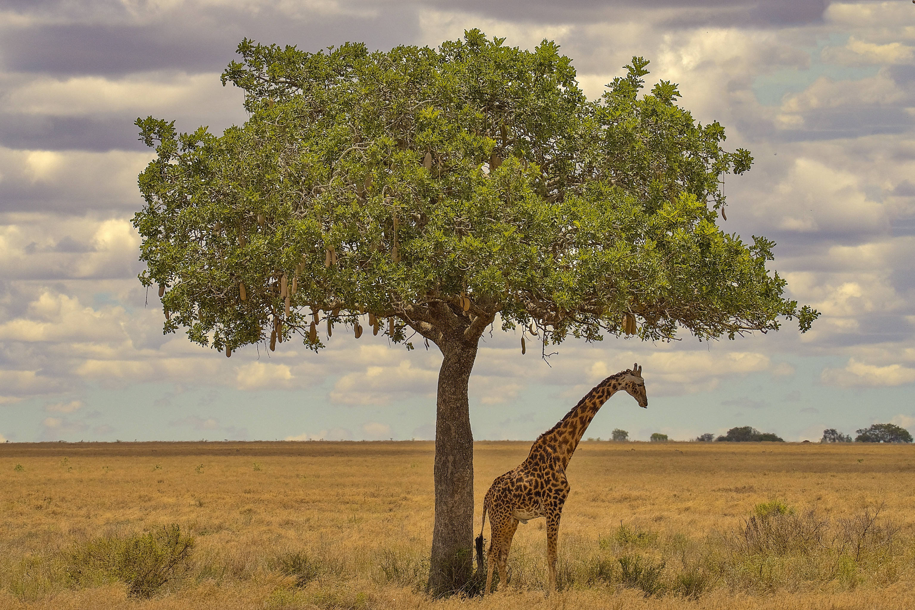 giraffe, leafy tree, golden savanna, 2K Desktop Wallpaper