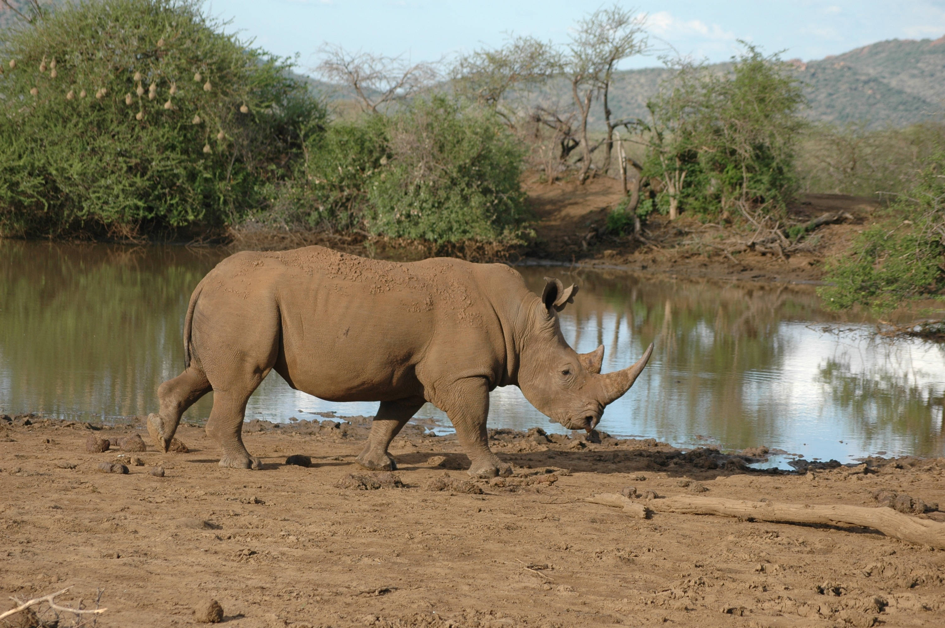African Animals, white rhino, muddy riverbank, 2K Desktop Wallpaper