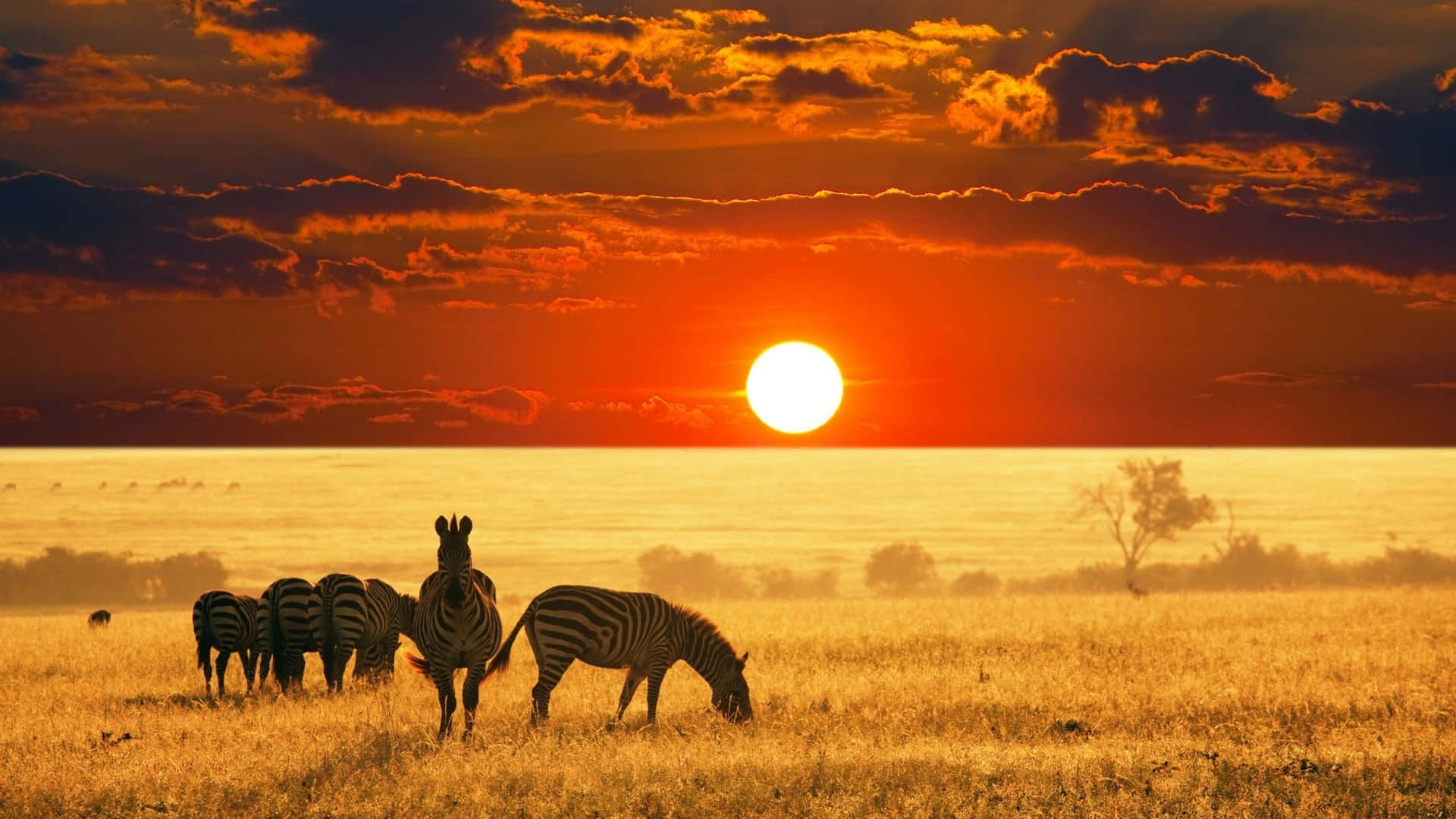 African Wildlife, zebras, golden grass, Full HD Desktop Wallpaper