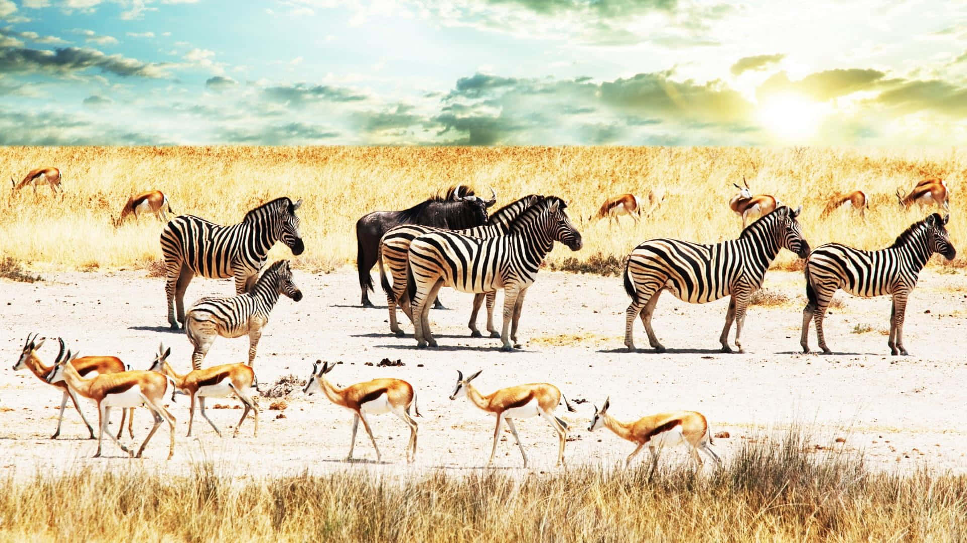 African Safari Wildlife Sunset, zebras, antelopes, Full HD Desktop Wallpaper