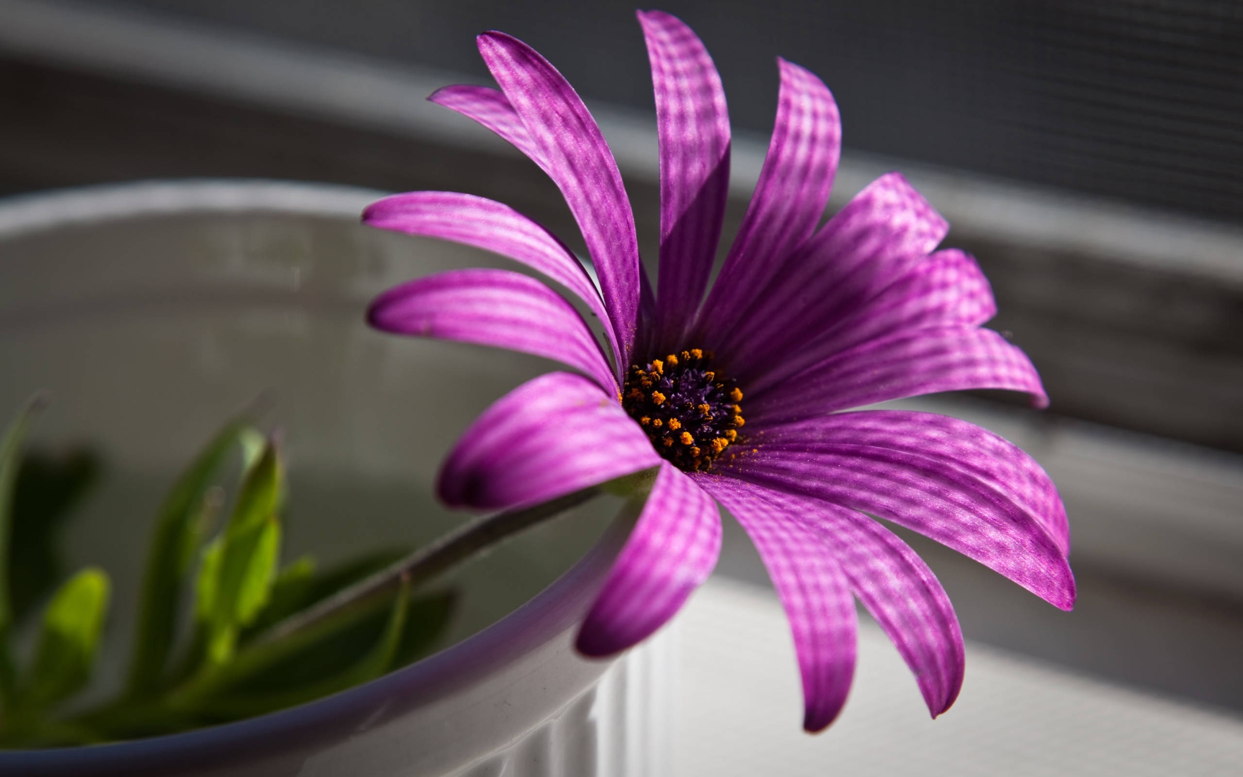 purple african daisy, striped petals, white pot, 2K Desktop Wallpaper
