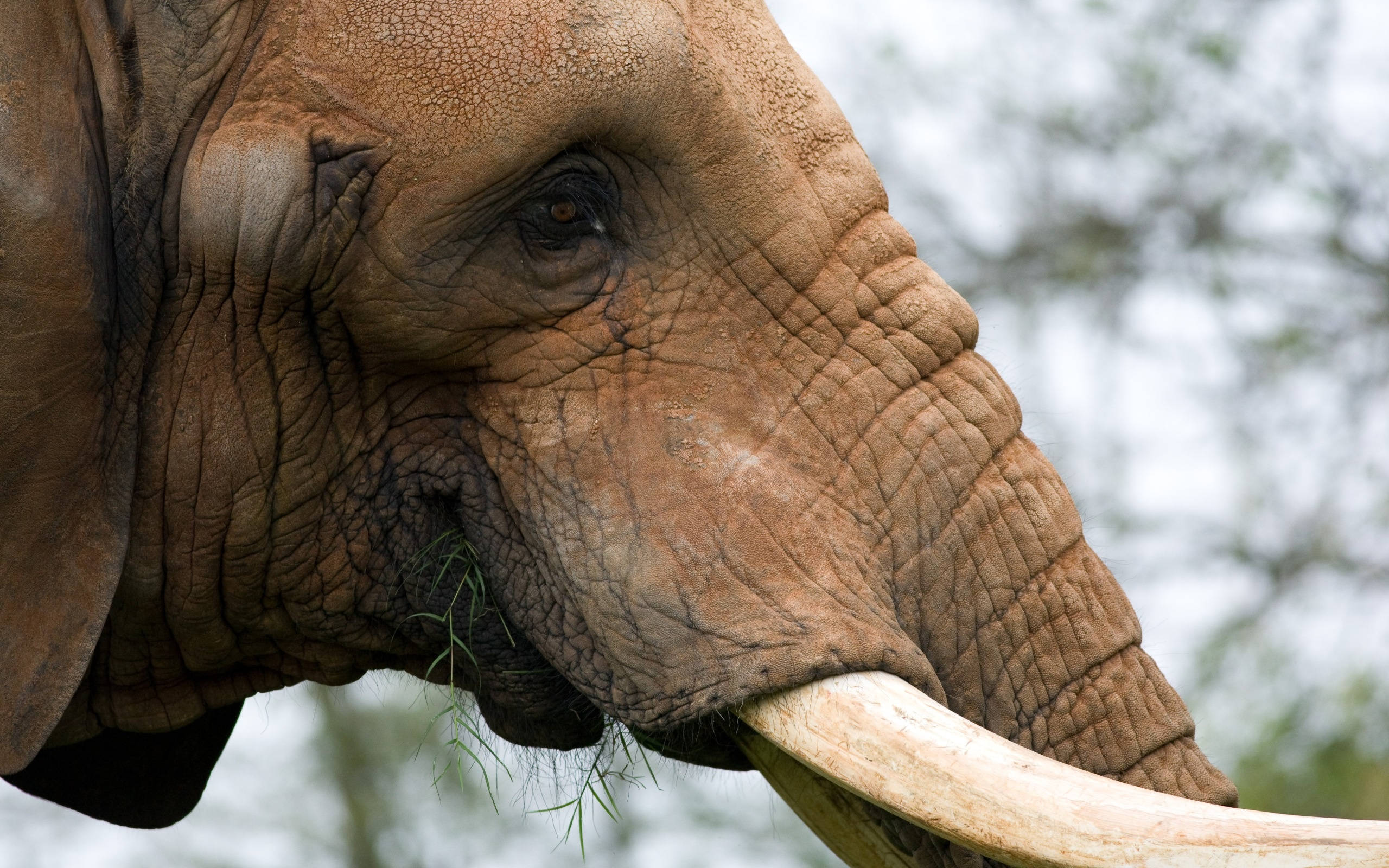 brown african elephant, wrinkled face, tusks, 2K Desktop Wallpaper