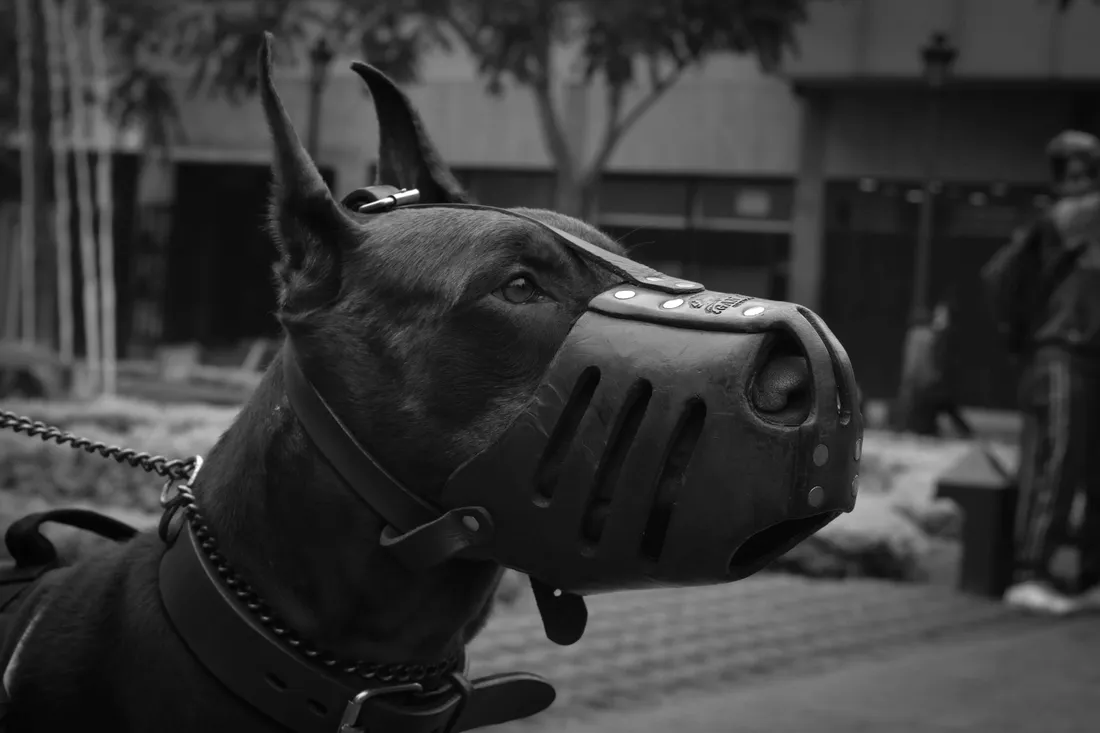 Aggressive Dog