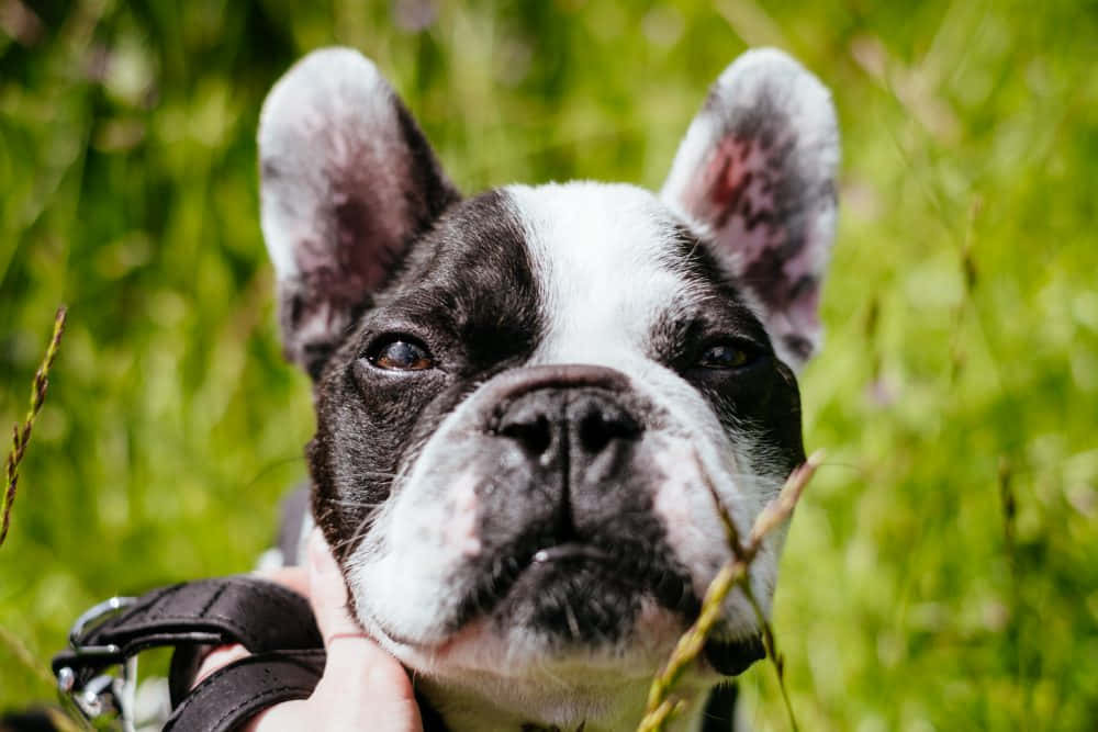 Contemptuous French Bulldog, black and white, large ears, SD Desktop Wallpaper