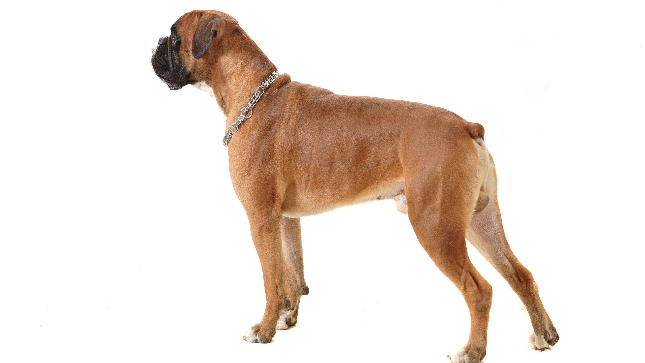 Boxer dog, fawn, silver chain collar, 2K Desktop Wallpaper