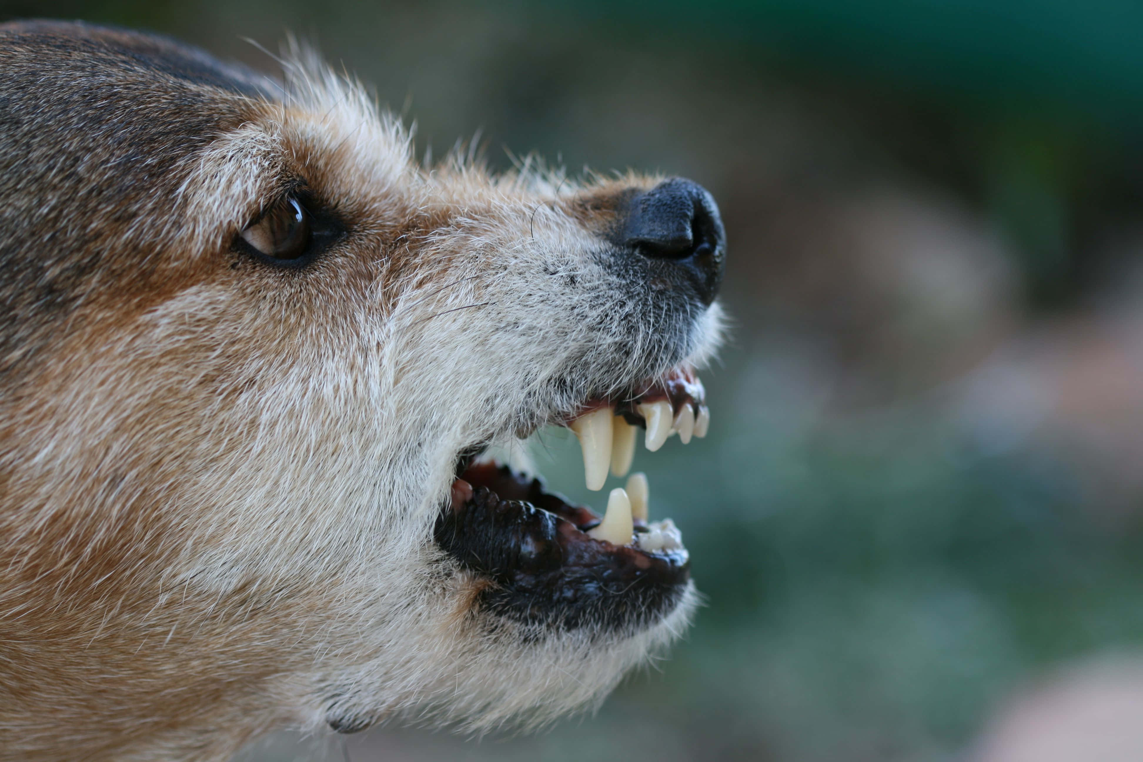 anguished canine, snarling face, bared teeth, 4K Desktop Wallpaper