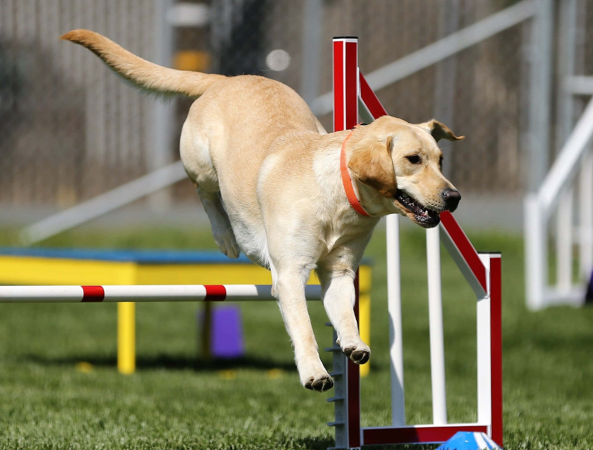 yellow Labrador, red and white agility hurdle, sunny grassy field, Full HD Desktop Wallpaper