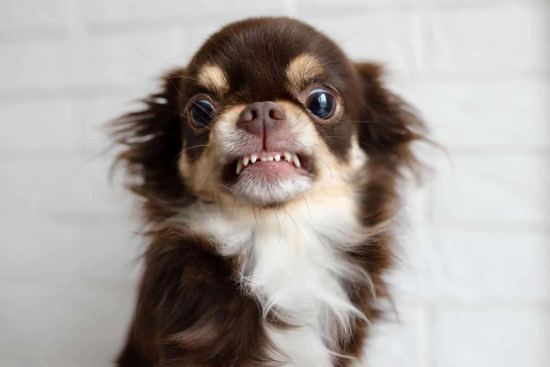 brown and white chihuahua, wide eyes, bared teeth, HD Desktop Wallpaper