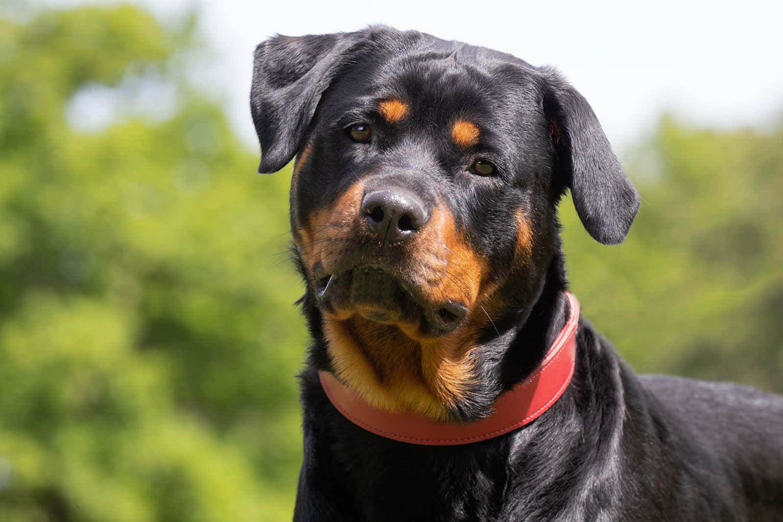 black and tan Rottweiler, red collar, blurred green foliage background, HD Desktop Wallpaper