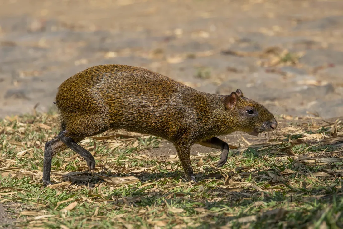 Agouti