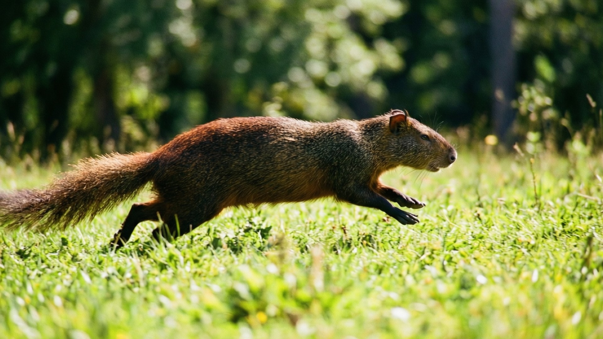 agouti, grassy clearing, motion, Full HD Desktop Wallpaper