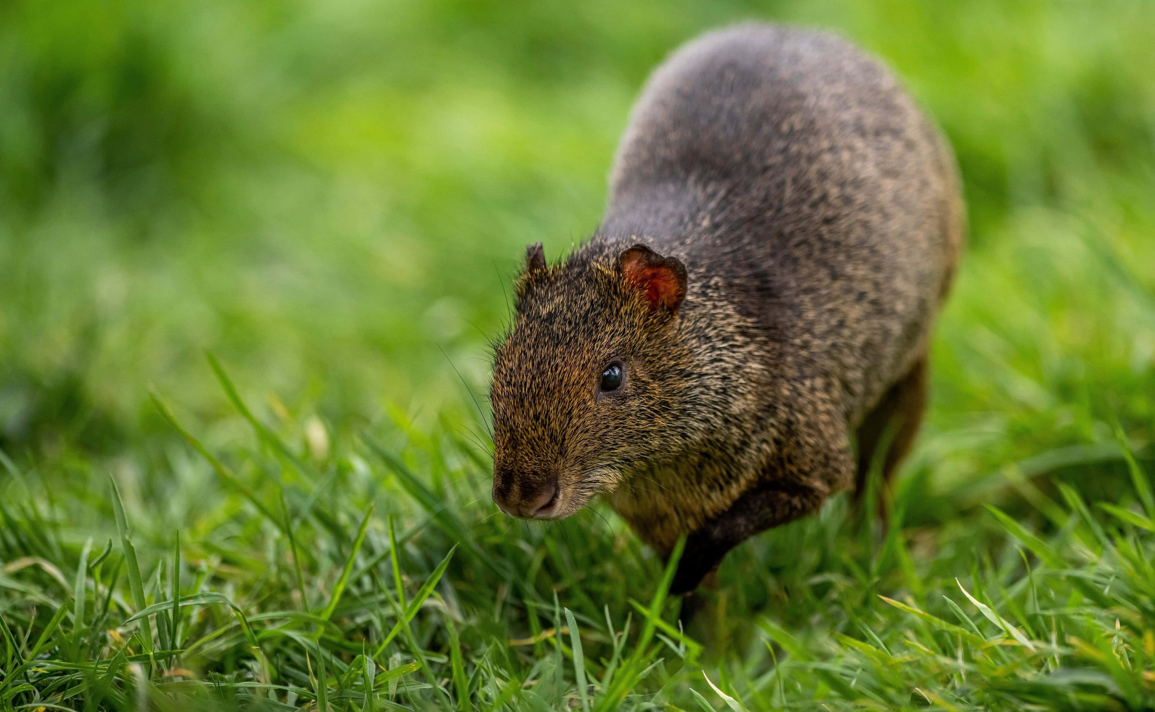 Agouti, grass, vibrant green grass, 4K Desktop Wallpaper
