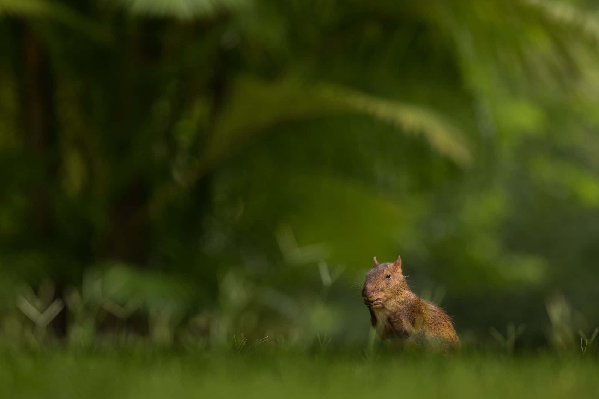 Agouti, natural habitat, vibrant green grass, Full HD Desktop Wallpaper