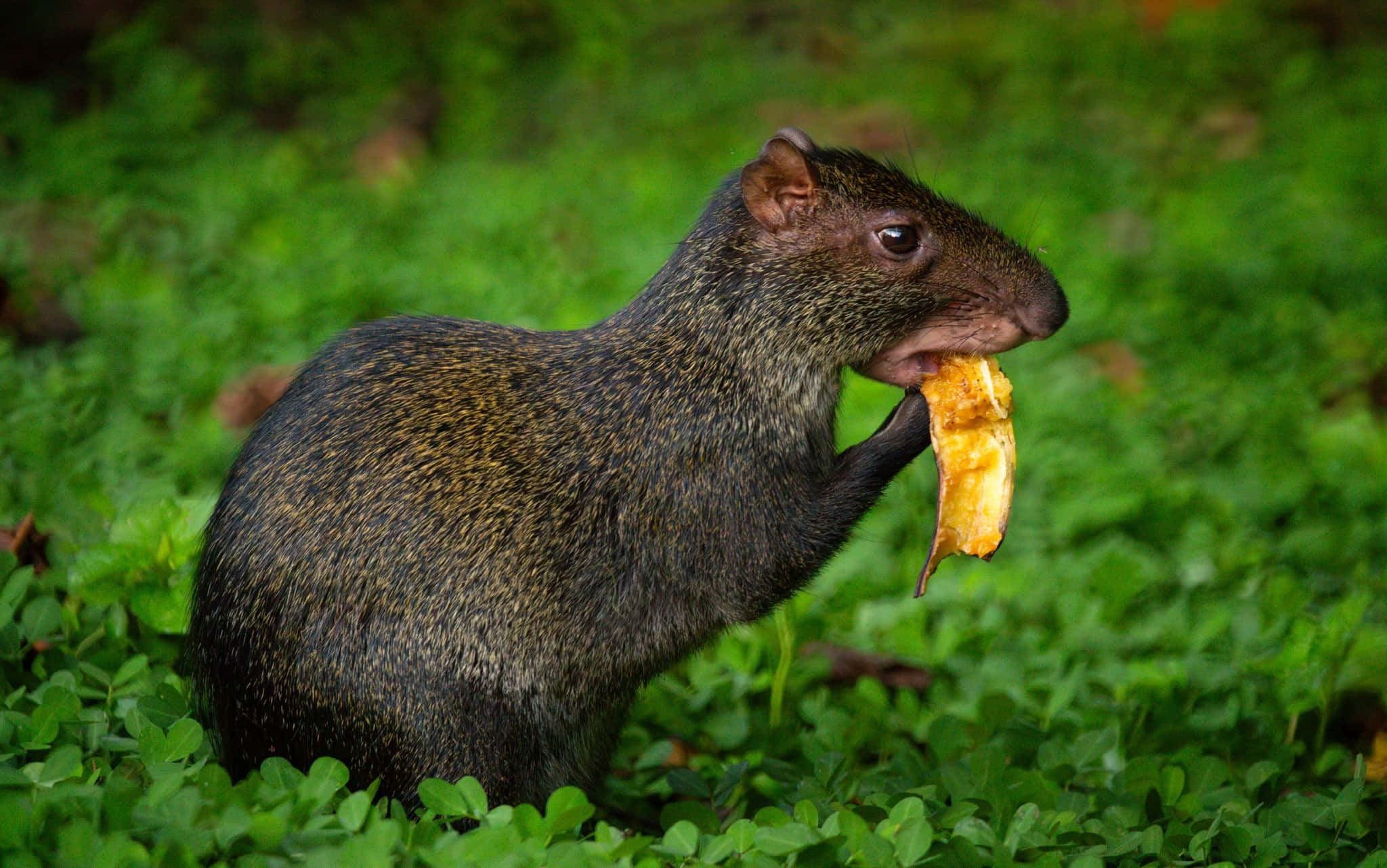 agouti, yellow leaf, lush green clover, Full HD Desktop Wallpaper