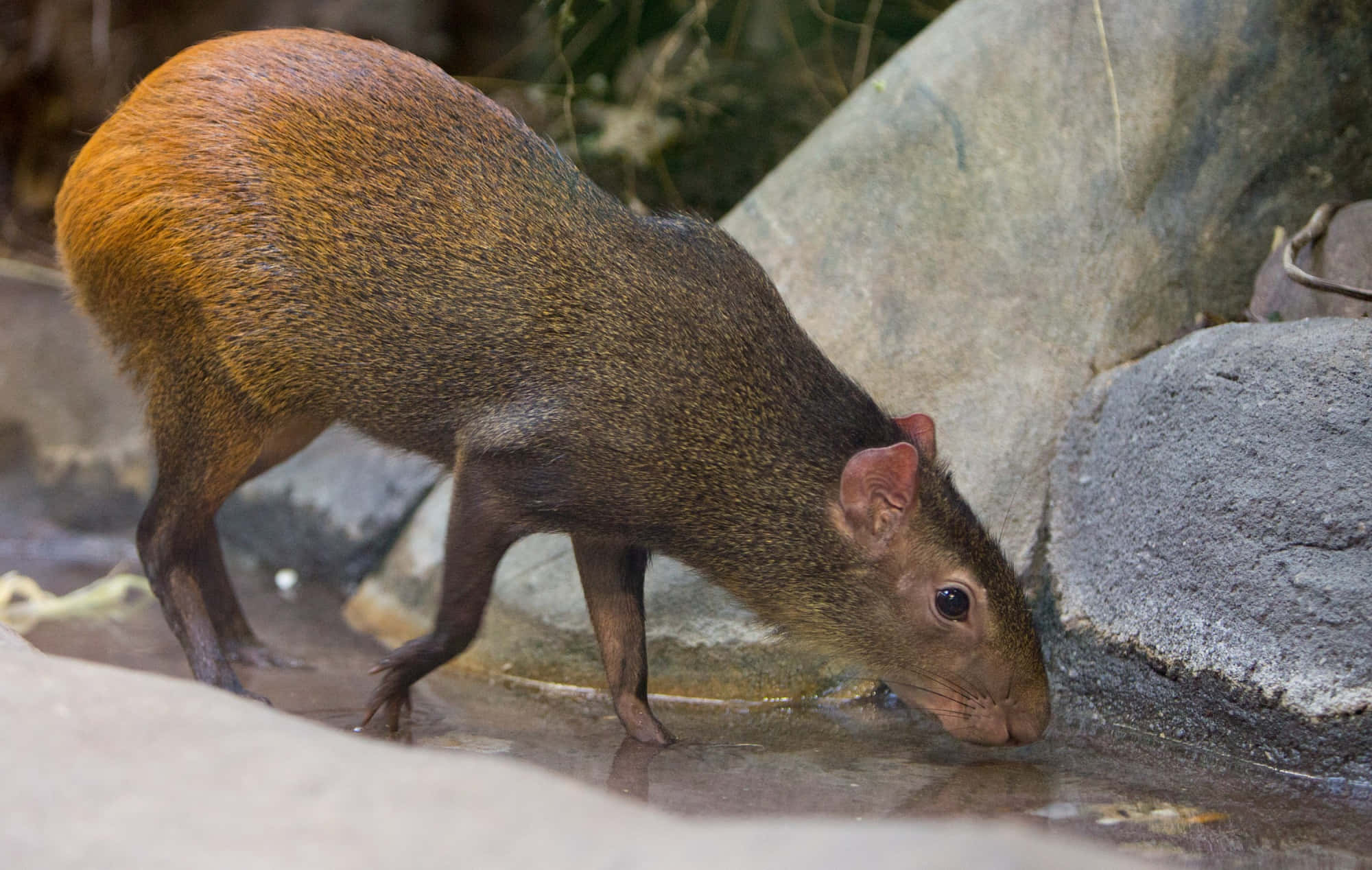 Agouti, brown, shallow stream, Full HD Desktop Wallpaper