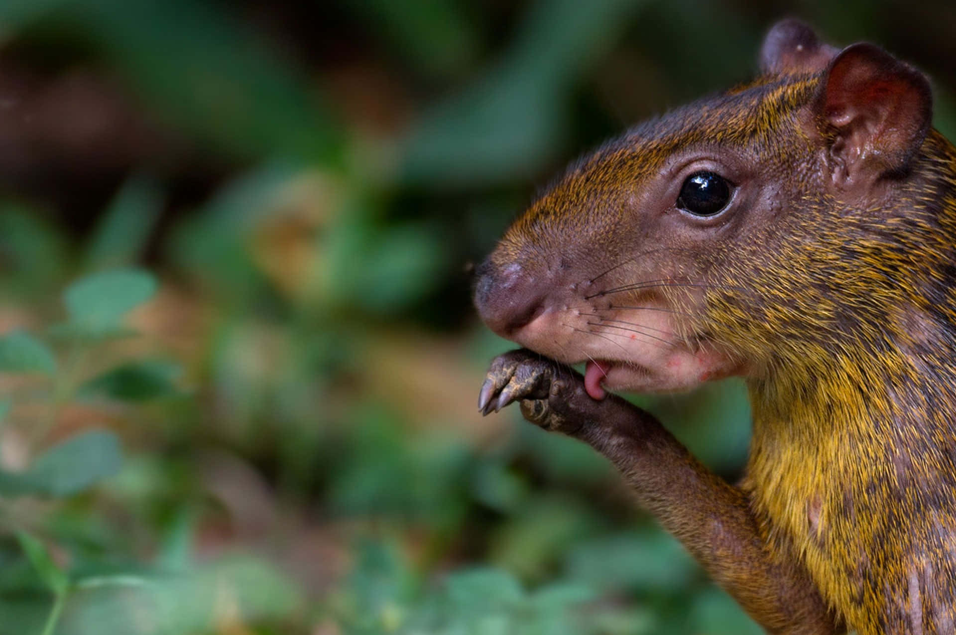 agouti, brown and gold, soft green blurred forest background, Full HD Desktop Wallpaper