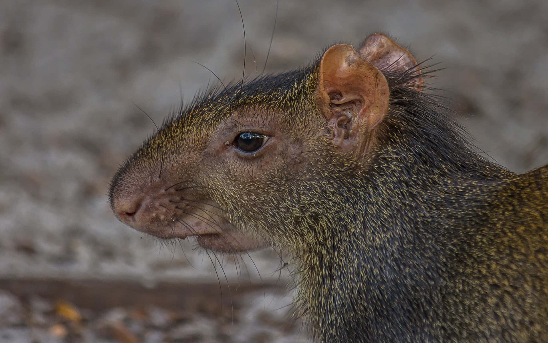 agouti, brown, detailed fur, Full HD Desktop Wallpaper