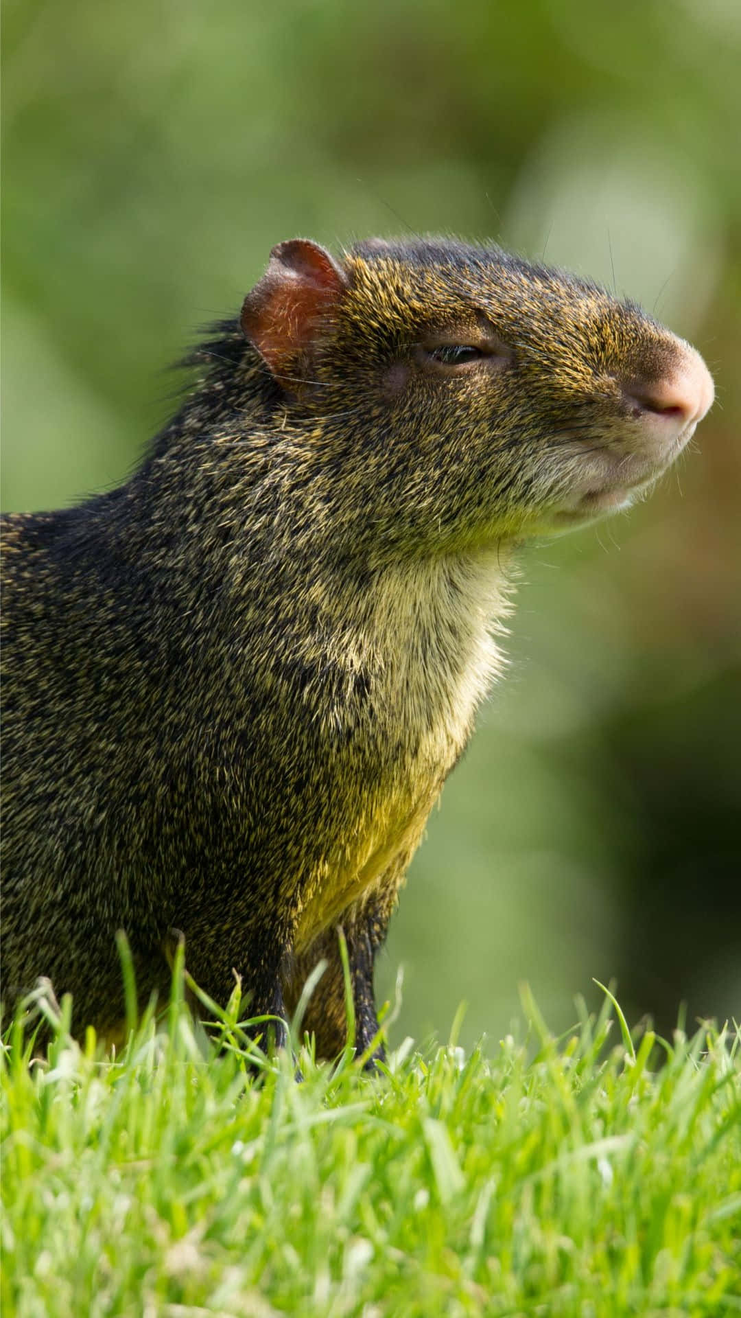 Agouti, brown rodent, pink nose, Full HD Phone Wallpaper