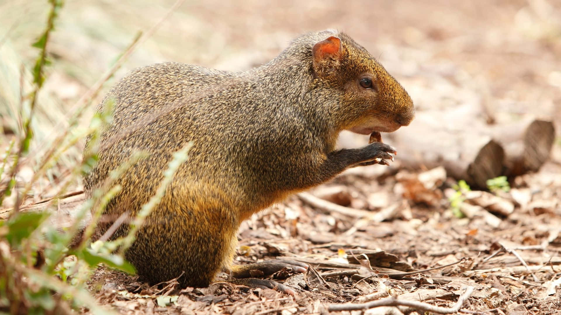agouti, brown agouti, sunlit forest floor, Full HD Desktop Wallpaper