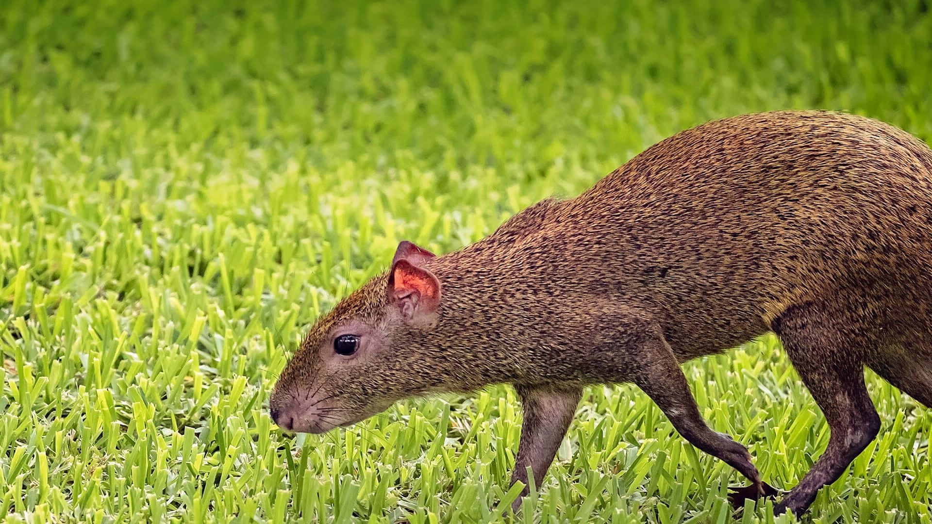 Agouti, reddish ears, vibrant green grass, Full HD Desktop Wallpaper