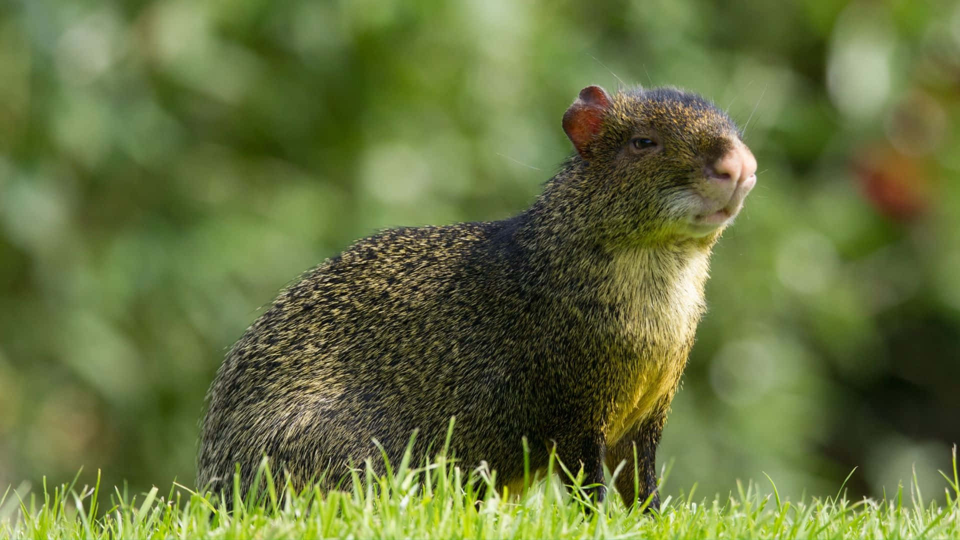 Agouti, brown, vibrant green grass, Full HD Desktop Wallpaper