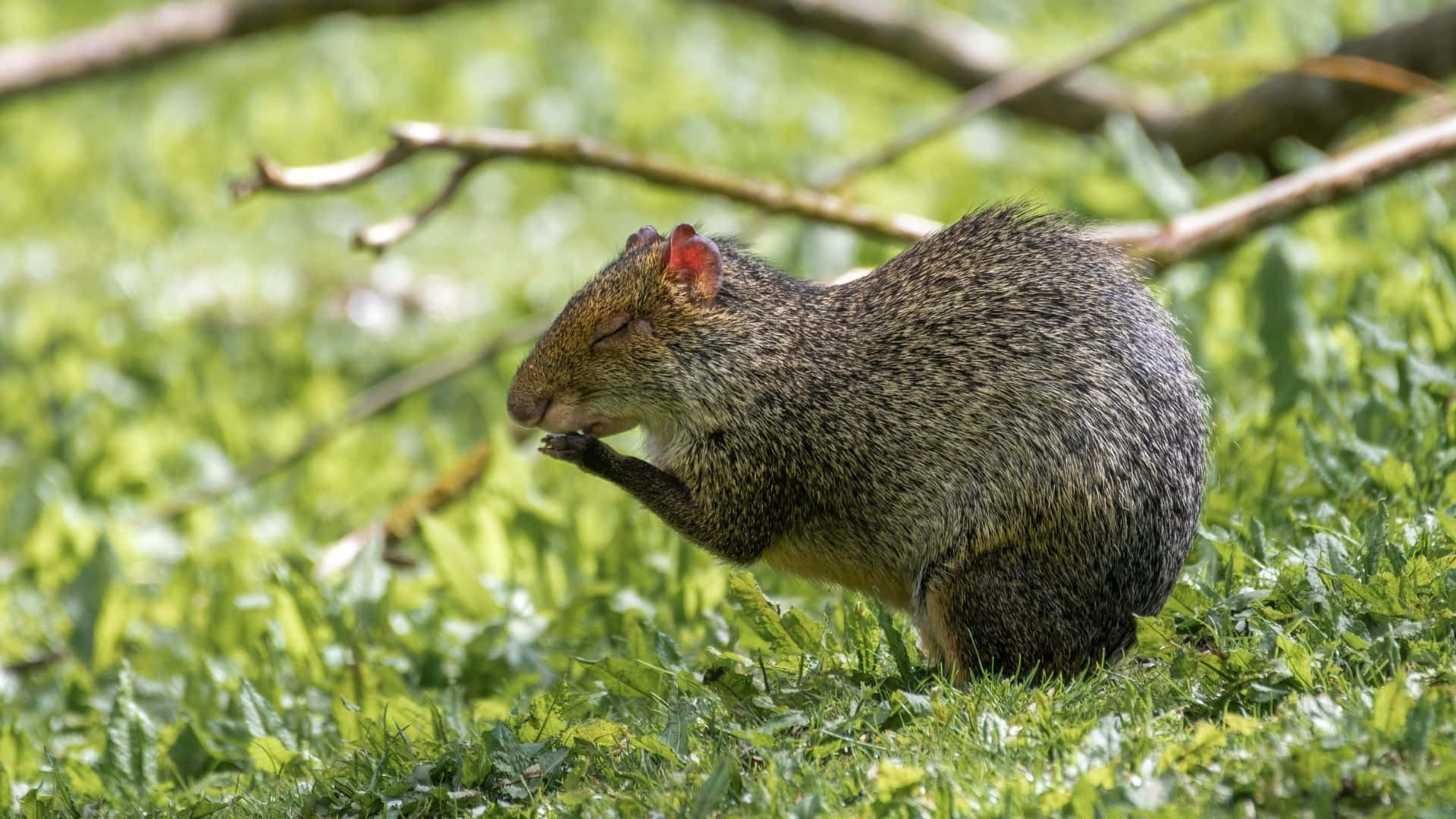 Agouti, brown agouti, red ears, Full HD Desktop Wallpaper