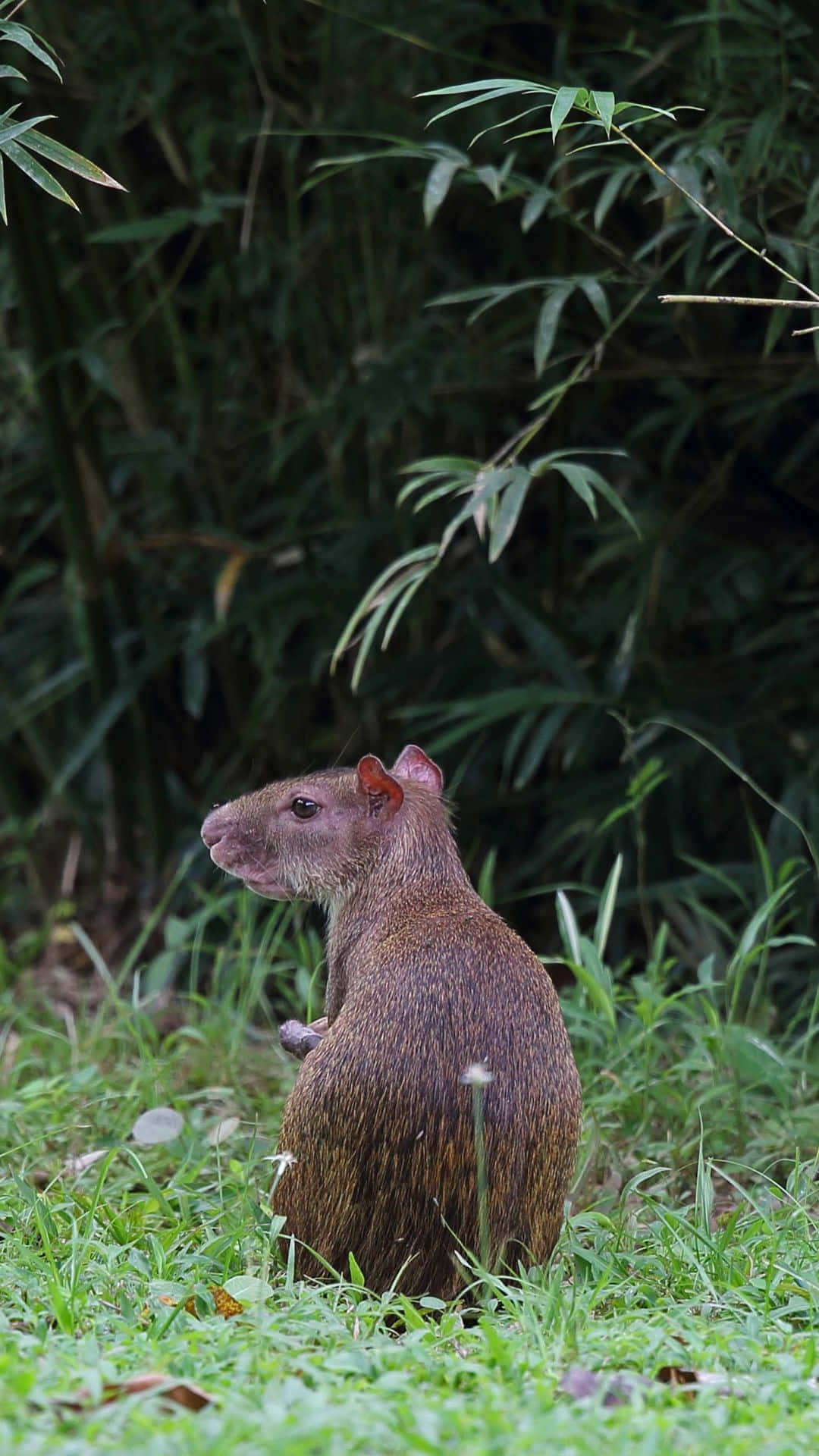 Agouti, natural habitat, brown agouti, Full HD Phone Wallpaper