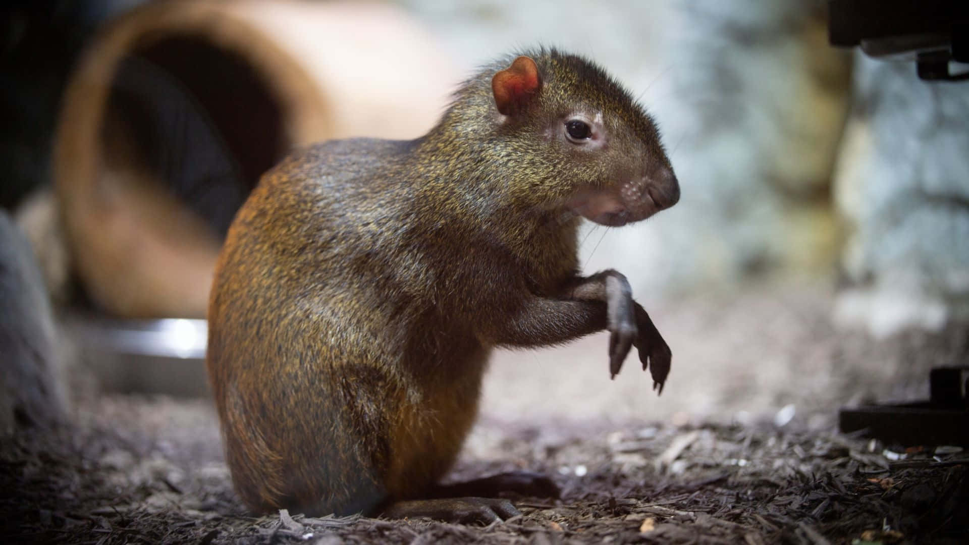Agouti, brown, mulch, Full HD Desktop Wallpaper