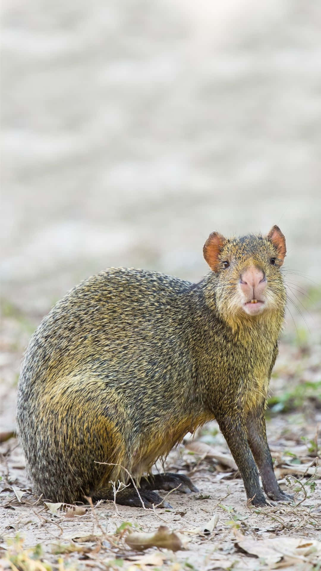 Agouti, brown rodent, pink nose, Full HD Phone Wallpaper