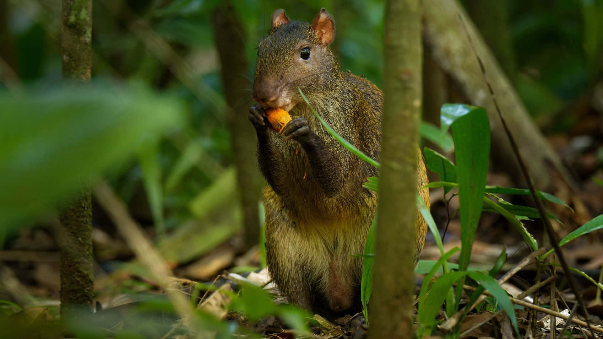 Agouti, forest, green foliage, Full HD Desktop Wallpaper