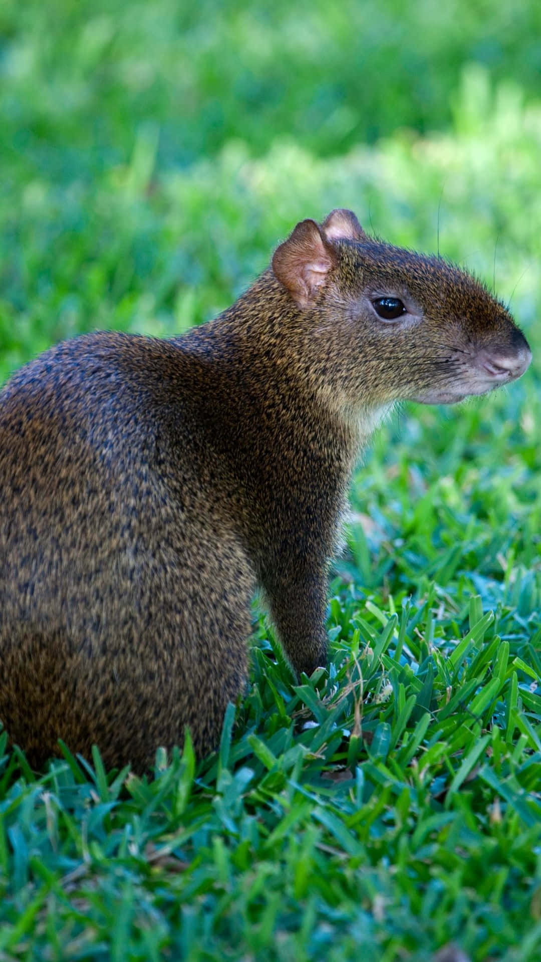 Agouti, grass, vibrant green, Full HD Phone Wallpaper