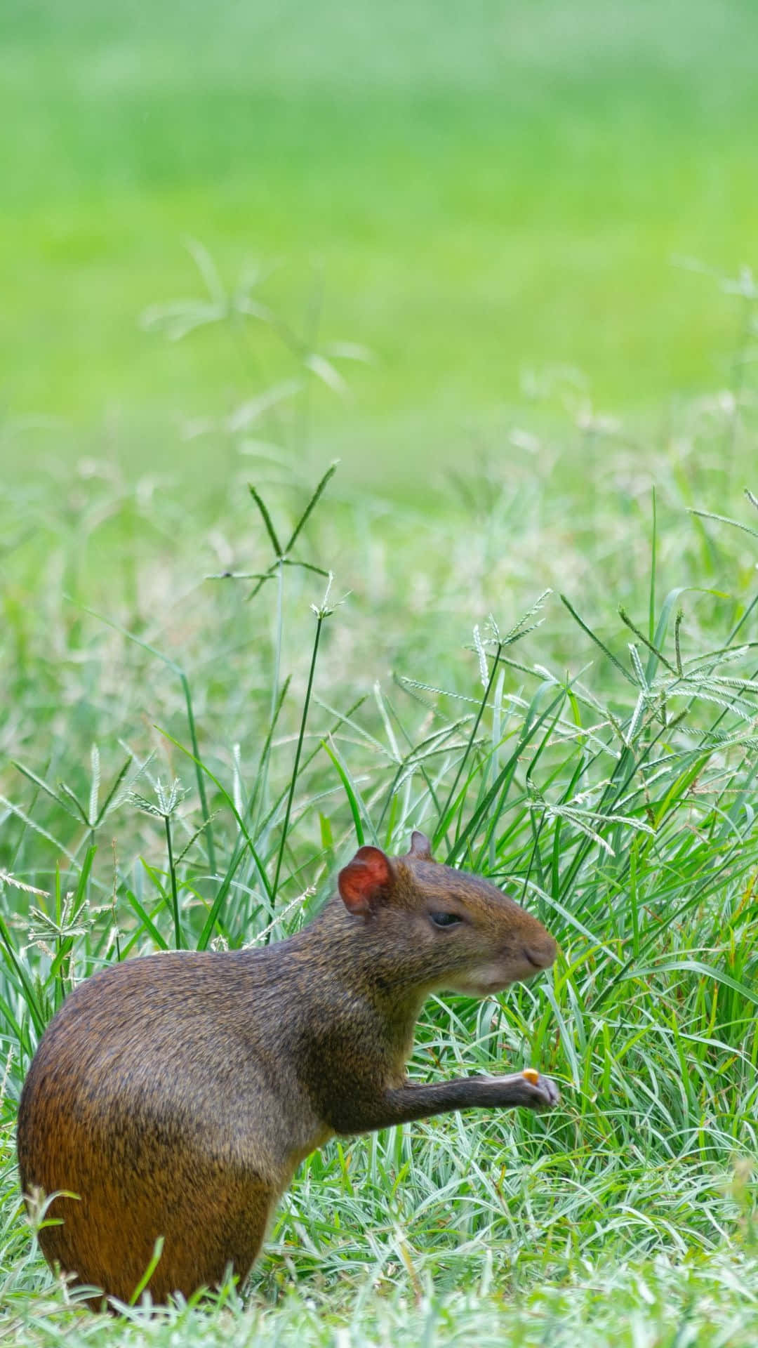 Agouti, vibrant green grass, orange berry, Full HD Phone Wallpaper