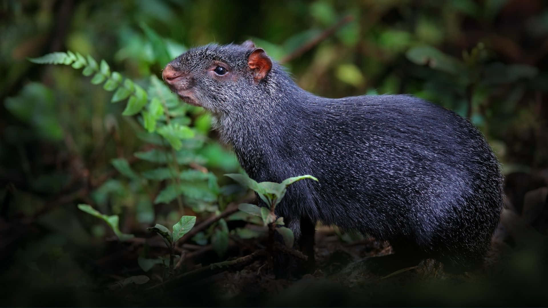agouti, lush green forest, soft natural light, Full HD Desktop Wallpaper