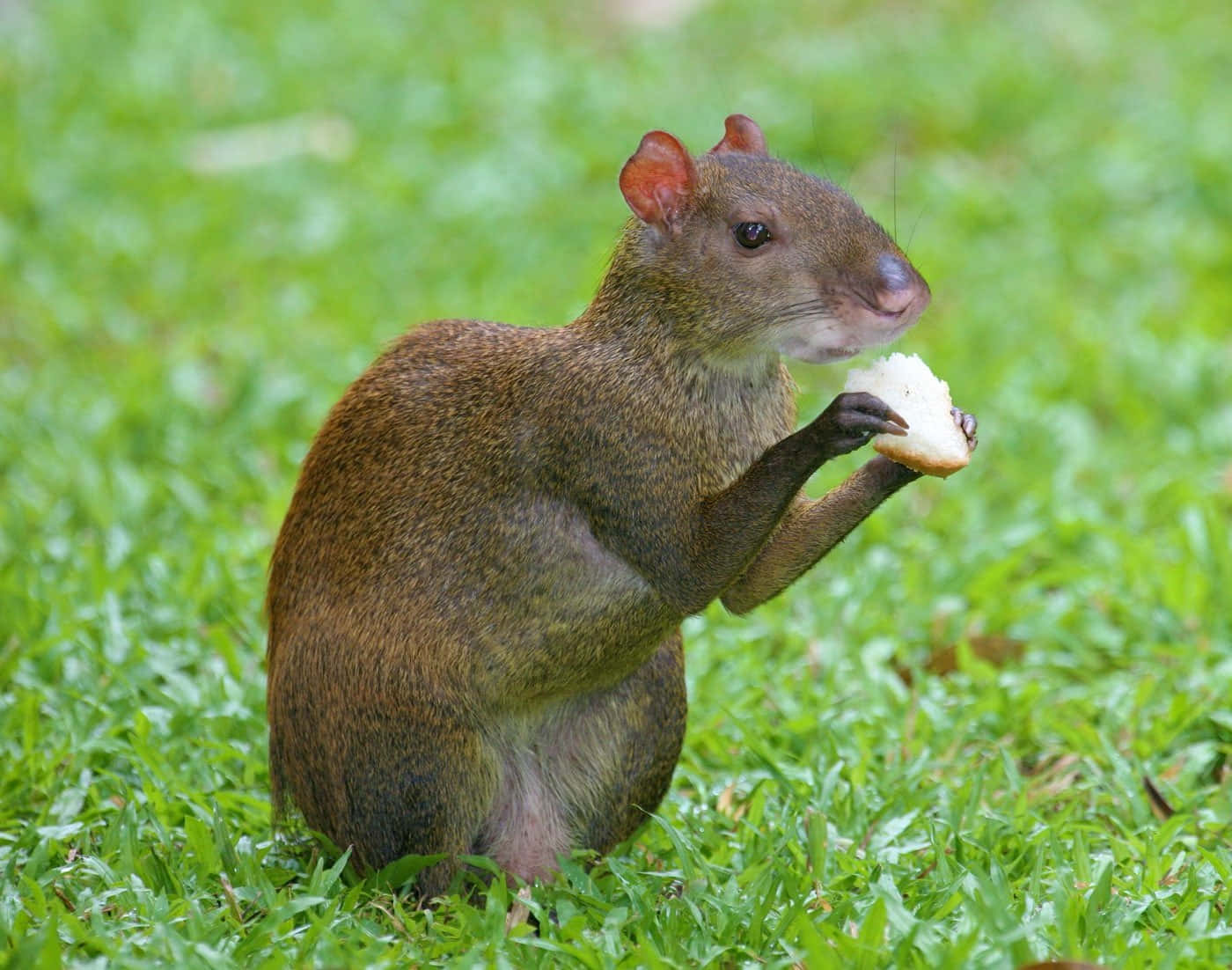 agouti, vibrant green grass, bread, HD Desktop Wallpaper
