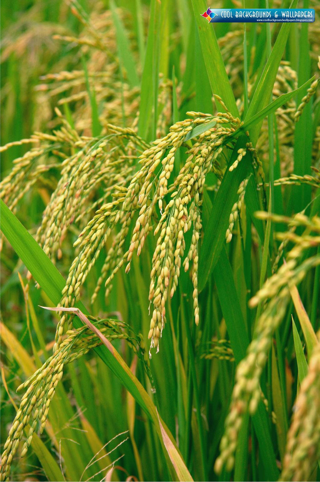 sunlit field, golden rice panicles, lush green stalks, HD Phone Wallpaper