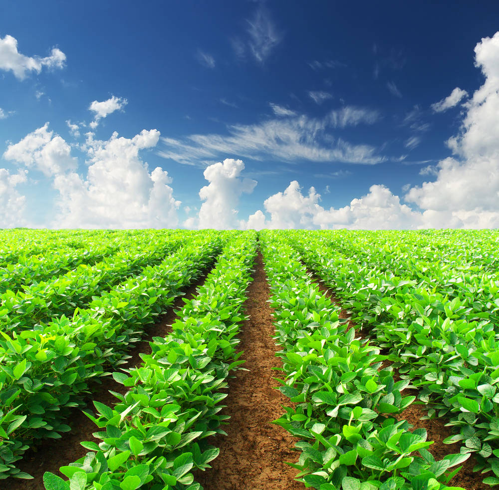 soybean plant, vibrant green, bright blue sky, SD Desktop Wallpaper