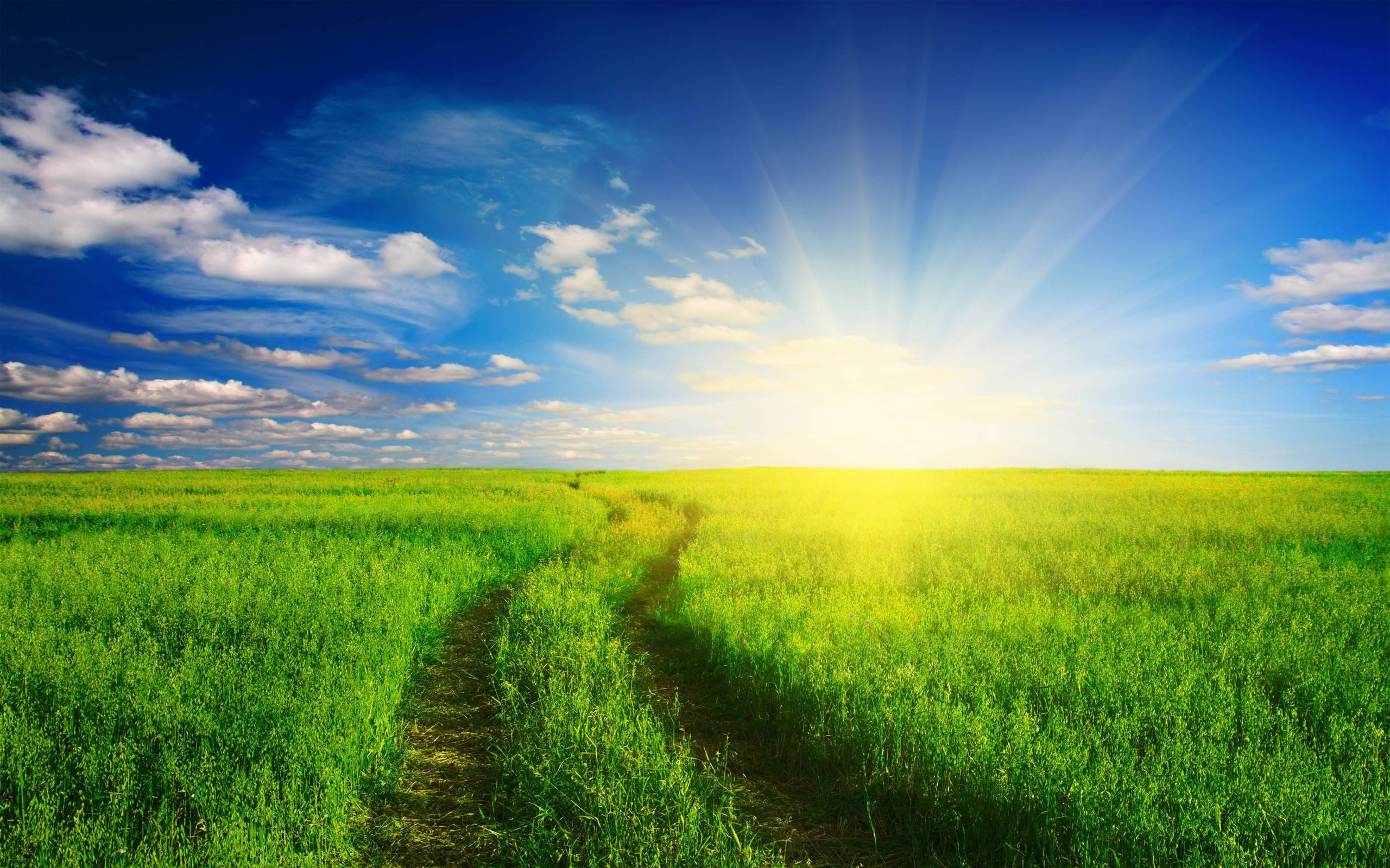 Agriculture, dirt path, vibrant green grass, 2K Desktop Wallpaper